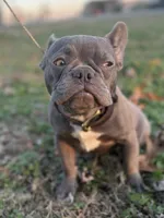 Cardano, a male French Bulldog for sale in Elkton, KY – Photo 4 of 10