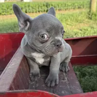 Cardano, a male French Bulldog for sale in Elkton, KY – Photo 8 of 10