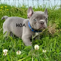 Cardano, a male French Bulldog for sale in Elkton, KY – Photo 7 of 10