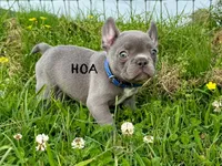 Cardano, a male French Bulldog for sale in Elkton, KY – Photo 7 of 10