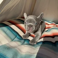 Cardano, a male French Bulldog for sale in Elkton, KY – Photo 10 of 10