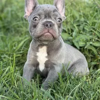 Cardano, a male French Bulldog for sale in Elkton, KY – Photo 6 of 10