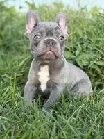 Cardano, a male French Bulldog for sale in Elkton, KY – Photo 6 of 10