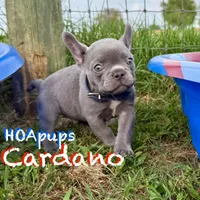 Cardano, a male French Bulldog for sale in Elkton, KY – Photo 9 of 10