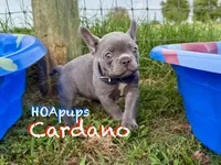 Cardano, a male French Bulldog for sale in Elkton, KY – Photo 9 of 10