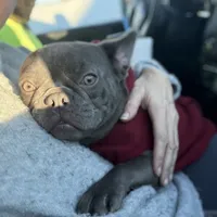 Cardano, a male French Bulldog for sale in Elkton, KY – Photo 2 of 10