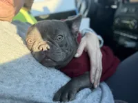 Cardano, a male French Bulldog for sale in Elkton, KY – Photo 2 of 10