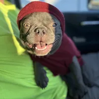 Cardano, a male French Bulldog for sale in Elkton, KY – Photo 1 of 10