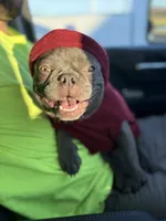 Cardano, a male French Bulldog for sale in Elkton, KY – Photo 1 of 10