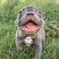 Cardano, a male French Bulldog for sale in Elkton, KY – Photo 5 of 10