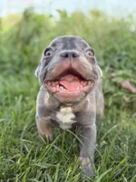 Cardano, a male French Bulldog for sale in Elkton, KY – Photo 5 of 10