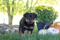 Oakley, a female Rottweiler for sale in Millersburg, OH – 7 of 9