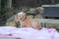 Russel, a male Cavapoo for sale in Baltic, OH – 4 of 9