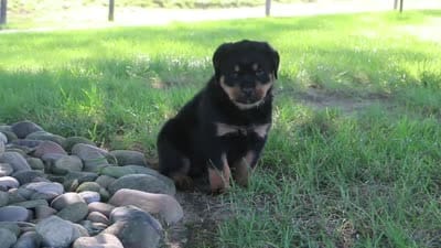 Sophie, a female Rottweiler for sale in Millersburg, OH – 7 of 7