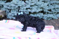 Randall, a male Cavapoo for sale in Baltic, OH – 2 of 10