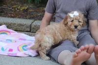 Russel, a male Cavapoo for sale in Baltic, OH – 3 of 9