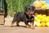 Ranger, a male Rottweiler for sale in Millersburg, OH – 2 of 7
