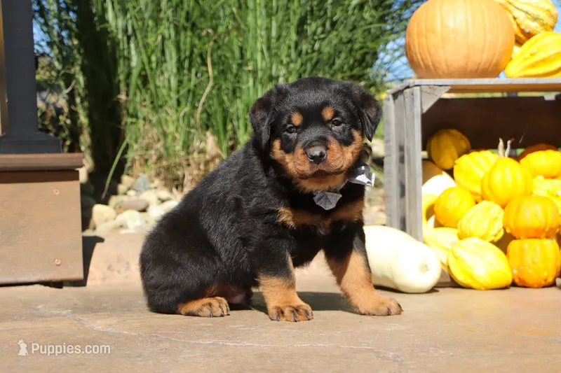 Ranger – Rottweiler puppy for sale in Millersburg, OH