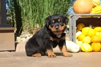 Ranger, a male Rottweiler for sale in Millersburg, OH – 1 of 7