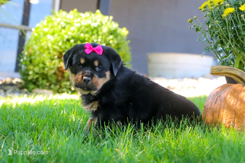 Sophie – Rottweiler puppy for sale in Millersburg, OH