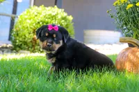 Sophie, a female Rottweiler for sale in Millersburg, OH – 1 of 7