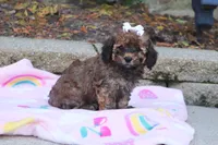 Rudy, a male Cavapoo for sale in Baltic, OH – 9 of 10