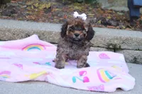 Rudy, a male Cavapoo for sale in Baltic, OH – 8 of 10