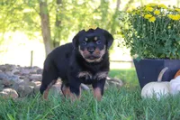 Oakley, a female Rottweiler for sale in Millersburg, OH – 4 of 9