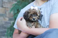 Rudy, a male Cavapoo for sale in Baltic, OH – 1 of 10