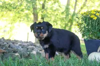 Oakley, a female Rottweiler for sale in Millersburg, OH – 2 of 9