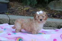 Russel, a male Cavapoo for sale in Baltic, OH – 8 of 9