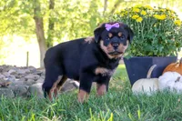Mia, a female Rottweiler for sale in Millersburg, OH – 4 of 6