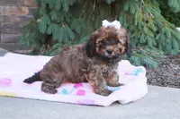 Rudy, a male Cavapoo for sale in Baltic, OH – 4 of 10