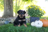 Annabelle, a female Rottweiler for sale in Millersburg, OH – 4 of 5