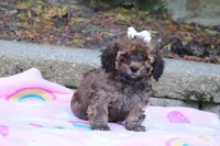 Rudy, a male Cavapoo for sale in Baltic, OH – 7 of 10
