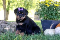 Mia, a female Rottweiler for sale in Millersburg, OH – 5 of 6