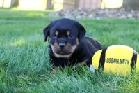 Ryder, a male Rottweiler for sale in Millersburg, OH – 6 of 9