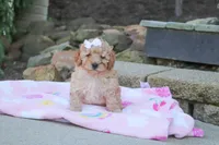 Russel, a male Cavapoo for sale in Baltic, OH – 5 of 9