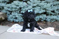 Randall, a male Cavapoo for sale in Baltic, OH – 7 of 10