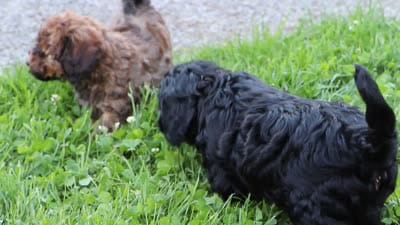 Randall, a male Cavapoo for sale in Baltic, OH – 10 of 10