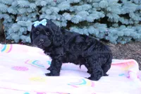 Randall, a male Cavapoo for sale in Baltic, OH – 8 of 10