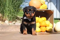 Ranger, a male Rottweiler for sale in Millersburg, OH – 4 of 7