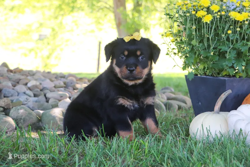 Oakley – Rottweiler puppy for sale in Millersburg, OH