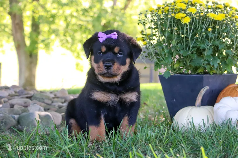 Mia – Rottweiler puppy for sale in Millersburg, OH