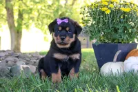 Mia, a female Rottweiler for sale in Millersburg, OH – 1 of 6