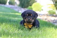 Ryder, a male Rottweiler for sale in Millersburg, OH – 8 of 9