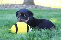 Ryder, a male Rottweiler for sale in Millersburg, OH – 7 of 9