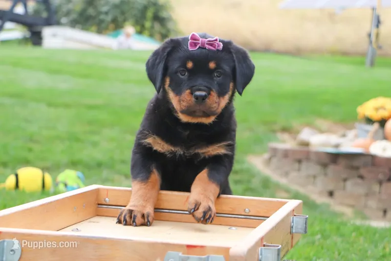 Oakley – Rottweiler puppy for sale in Millersburg, OH