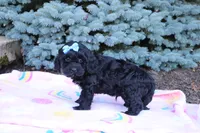 Randall, a male Cavapoo for sale in Baltic, OH – 6 of 10