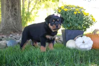 Annabelle, a female Rottweiler for sale in Millersburg, OH – 3 of 5